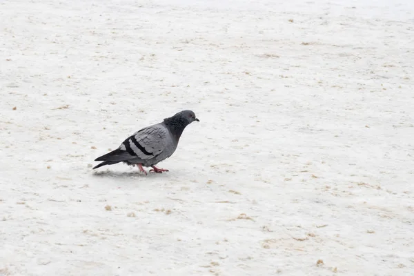 Tourterelle grise marchant dans la neige à pas de copie — Photo