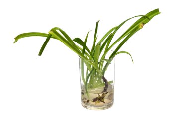 Bir bardak su, üzerinde beyaz izole kökleri ile bitki lahanası