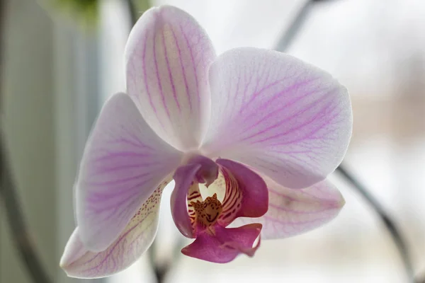 Rosa Orchidea Fiore Primo Piano Macro Foto Sfondo Testo — Foto Stock