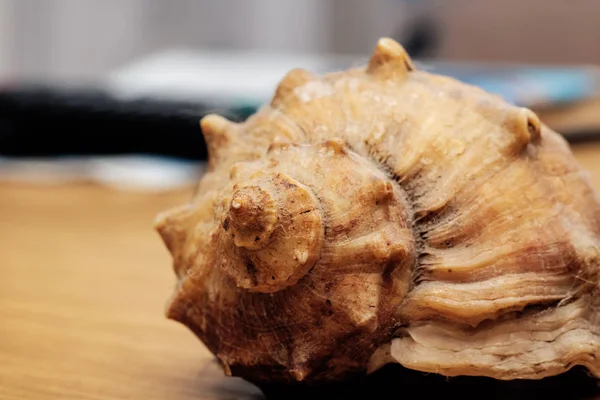 有复制空间的木桌上的大贝壳 — 图库照片