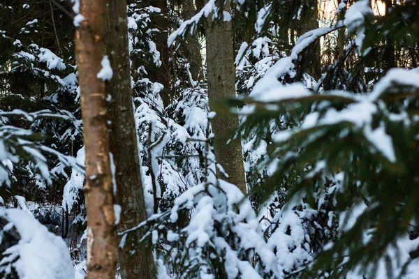 Árvores Neve Perto Fotografia Floresta Fundo Textura — Fotografia de Stock