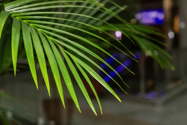Grünes Blatt Einer Tropischen Pflanze Innenraum Mit Kopierraum — Stockfoto