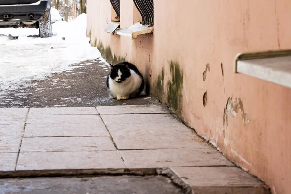 Siyah Beyaz Kışın Binasında Evsiz Kedi — Stok fotoğraf