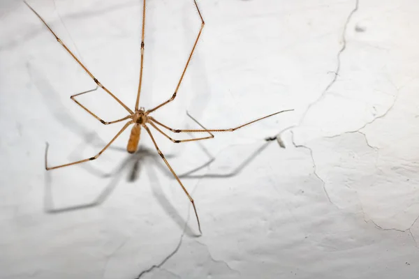 Aranha Vermelha Com Pernas Longas Uma Parede Branca Perto — Fotografia de Stock