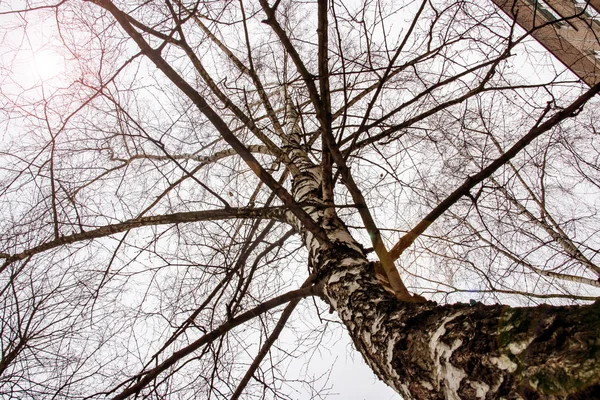 Stamm Und Äste Eines Baumes Und Sonne Blick Von Unten — Stockfoto