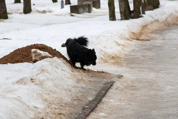 Black dog pissing in the snow in winter, — Stock Image Black Dog Pissing Snow Winter Royalty Free Stock Photos