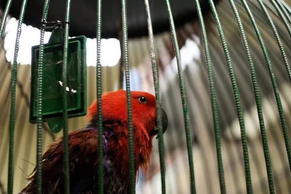 Barlar Kafes Arkasında Kırmızı Papağan Kopya Alanı Ile Yakından — Stok fotoğraf