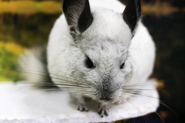 Bir dal üzerinde oturan gri chinchilla yakın çekim — Stok fotoğraf