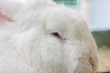 Kırmızı gözlü beyaz tavşan kafese yatıyor