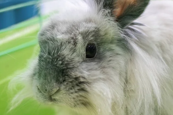 Coniglio bianco in gabbia, ritratto da primo piano Foto Stock