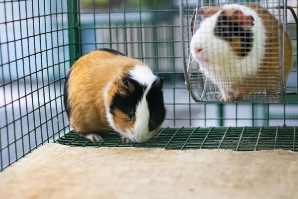 Twee rode cavia in een kooi close-up — Stockfoto