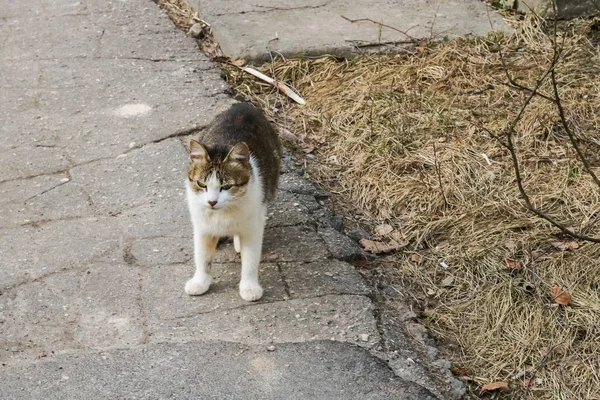 Gato cinza com olhos verdes na rua — Fotografia de Stock