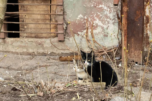 Dvě černá a bílá koťata nedaleko domu — Stock fotografie