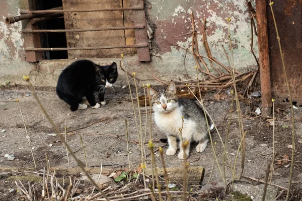 Deux chatons noirs et blancs près de la maison — Photo