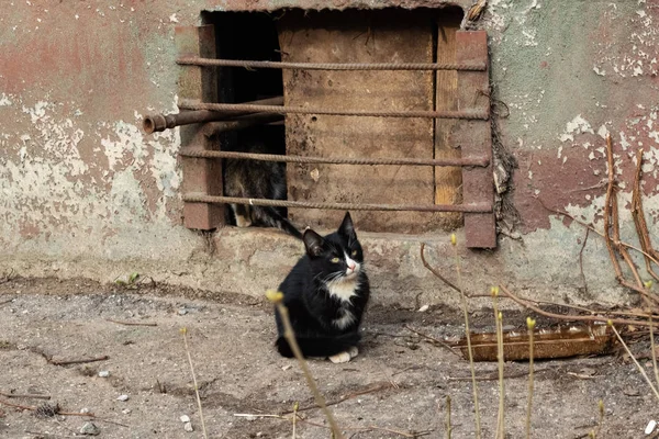Evin yanında iki siyah beyaz yavru kedi — Stok fotoğraf