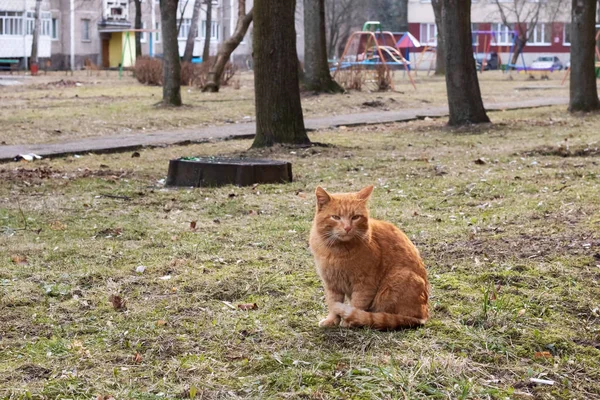 Velho gato vermelho sem-teto na grama — Fotografia de Stock