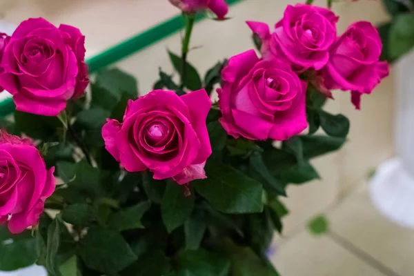 Bukett med rosa rosor på nära håll med kopia utrymme — Stockfoto