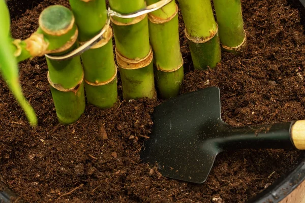 Espada en una maceta con tierra y planta — Foto de Stock