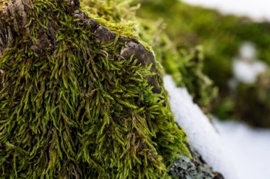 Doğa yeşil arka plan, lichen moss-grown yüzeyine yakın çekim