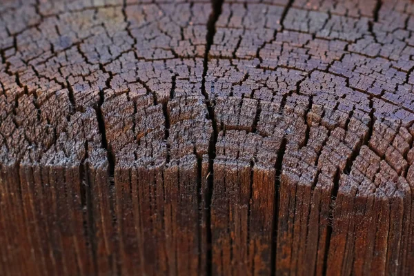 Гарне велике зображення полірованої текстури деревини — стокове фото