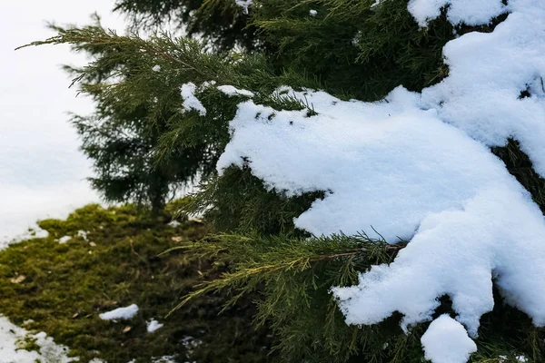 Gałęzie drzewa Thuja pod śniegiem z bliska — Zdjęcie stockowe