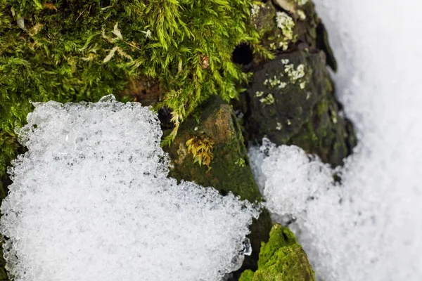 Přírodní zelené pozadí, lišejník na sněhu a žonglérem povrch zblízka — Stock fotografie