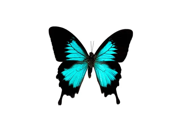 Großer Schmetterling mit blauen Flügeln, isoliert auf weißem Hintergrund — Stockfoto
