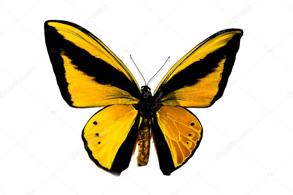 Big butterfly with yellow wings, isolate on white background
