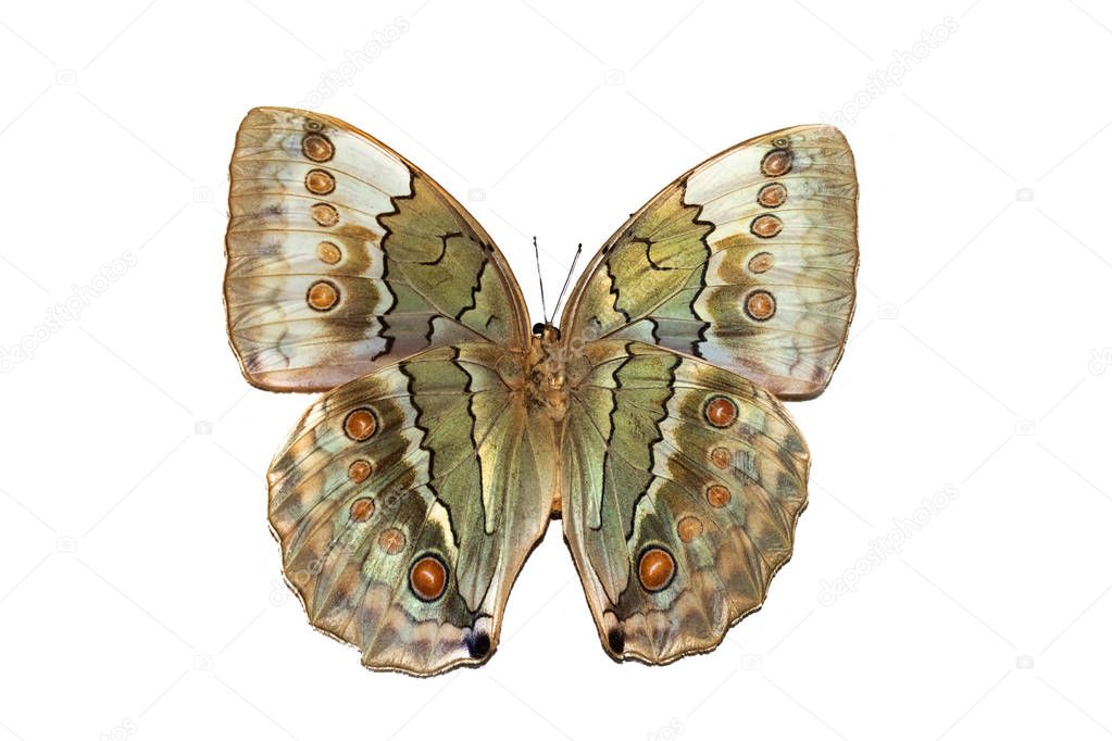 Big butterfly with yellow wings, isolate on white background
