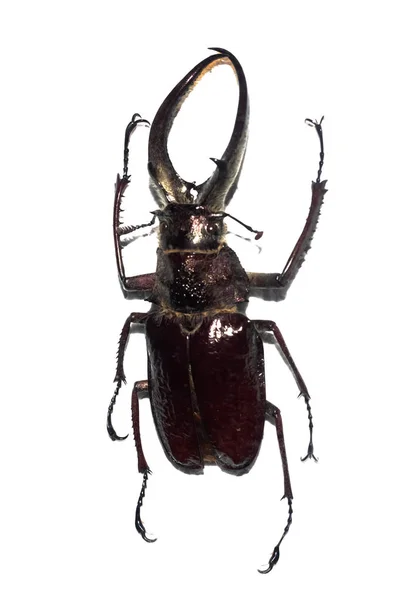 Big brown beetle, isolate on a white background — Stock Photo, Image