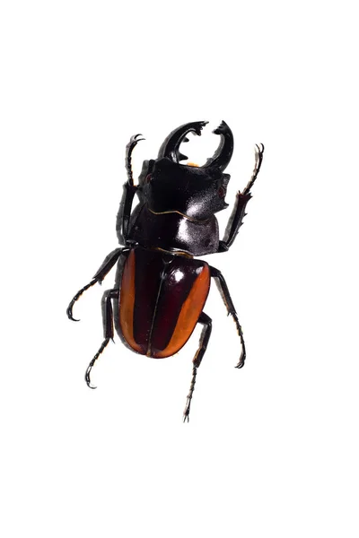 Büyük siyah son kırmızı beetle, beyaz bir arka plan üzerinde ayrı tut — Stok fotoğraf