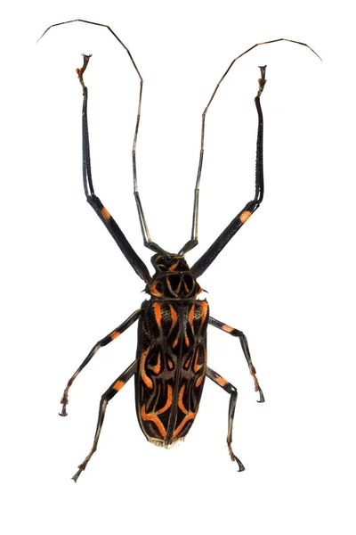 Big black end red beetle, isolate on a white background — Stock Photo, Image