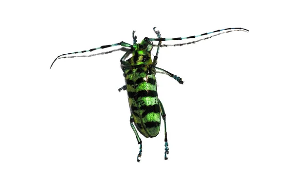 Fim preto grande escaravelho verde, isolado em um fundo branco — Fotografia de Stock