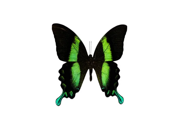Grand papillon aux ailes vertes, isolé sur fond blanc — Photo