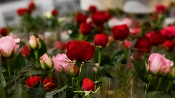 Röda och rosa rosor närbild bakgrund — Stockfoto