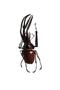 Büyük kahverengi böceği, beyaz bir arka plan üzerinde ayrı tut