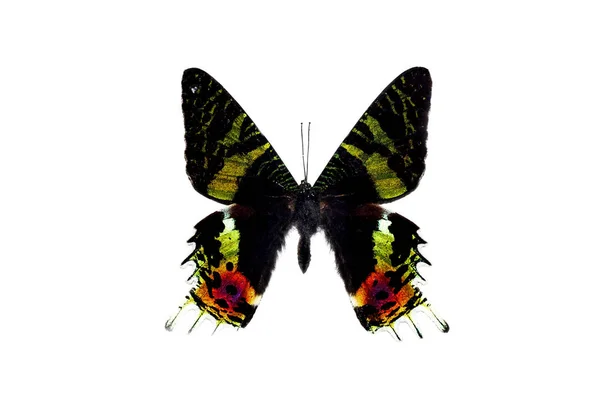 Borboleta grande com asas coloridas, isolar no fundo branco — Fotografia de Stock