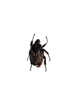 Büyük siyah beetle, goliothus cacicus, beyaz bir arka plan ayrı tut