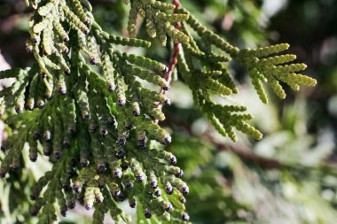 Yeşil Mazı ağaç dalları yakın çekim