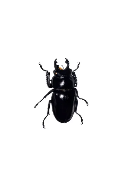 Großer schwarzer Käfer, isoliert auf weißem Grund, neolucanus maximus — Stockfoto
