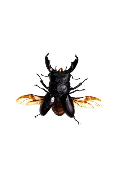 Big black beetle, isolate on a white background, dorcus titanus — Stock Photo, Image