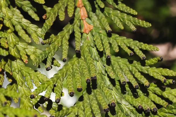 Os galhos de árvore de thuja verdes fecham — Fotografia de Stock