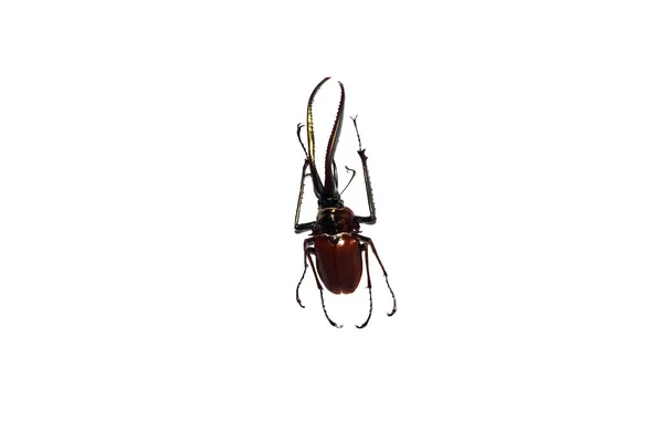 大棕色甲虫, 隔离在白色的背景上, 恰索尼索斯·格兰蒂 — 图库照片