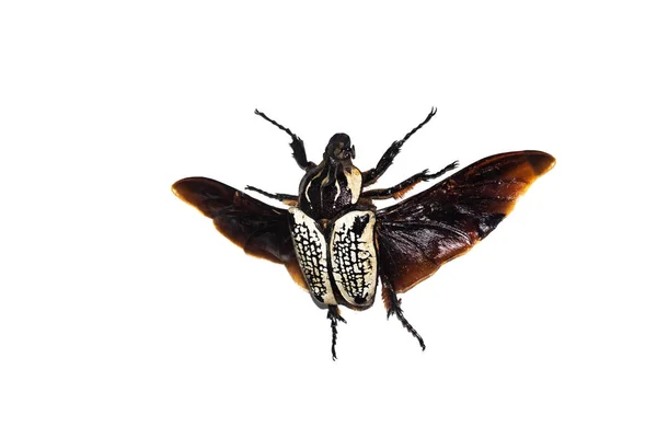 Großer brauner Käfer, isoliert auf weißem Hintergrund, goliatbus albosigna also — Stockfoto