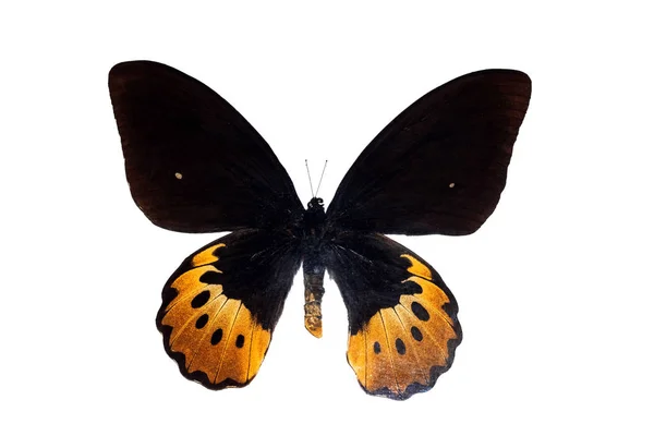 Fjäril med gula vingar, isolera på vit, arnithoptera goliathus ursprungligen — Stockfoto