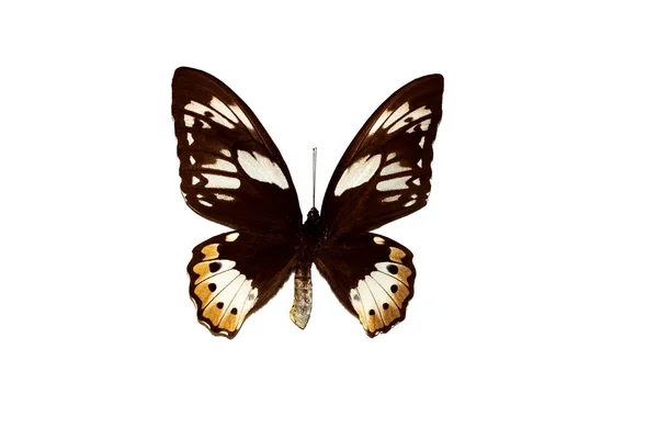 Метелик з коричневими крилами, ізольований на білому, орнітоплера пріумус — стокове фото