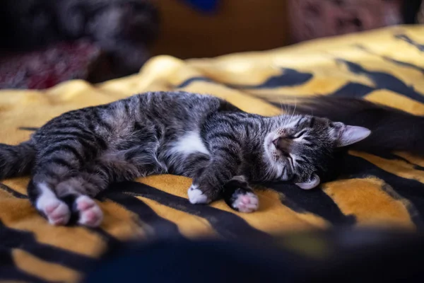 Kis szürke cica alszik az ágyon közelről — Stock Fotó