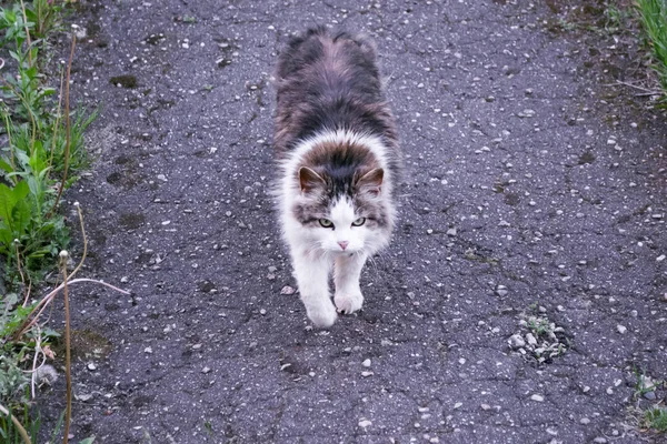 Grijze kat wandelen langs het pad tussen de bladeren — Stockfoto