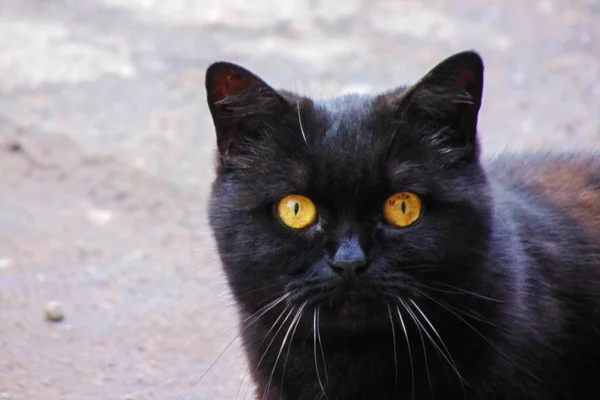 Black cat with yellow eyes, closeup portrait