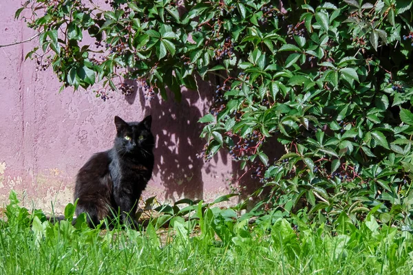 Black cat sitting under a bush in summer — Stock Photo, Image